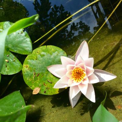 Seerose